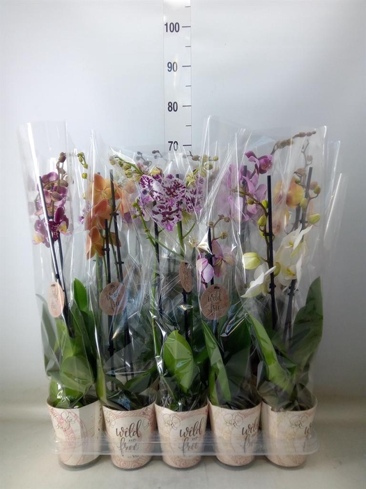 <h4>Phalaenopsis ...mix</h4>