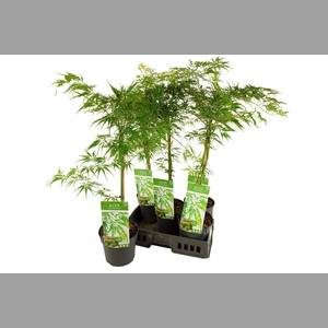 ACER PALM DISSECTUM