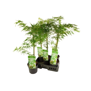 ACER PALM DISSECTUM