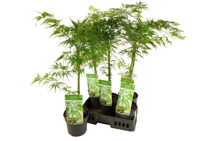 <h4>ACER PALM DISSECTUM</h4>