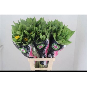 Helianthus annuus 'Vincent's Choice'