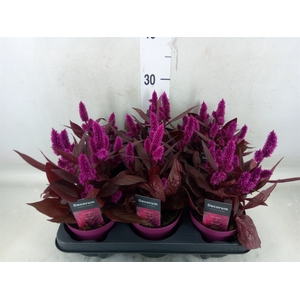 Celosia spic. 'Mystic Shades'