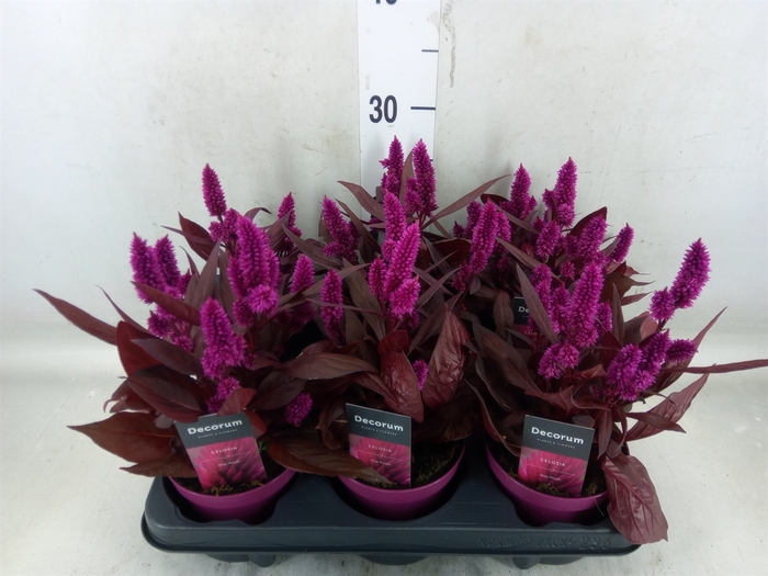 <h4>Celosia spic. 'Mystic Shades'</h4>