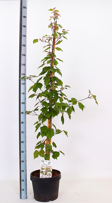 <h4>ACER ESK FLAMINGO</h4>