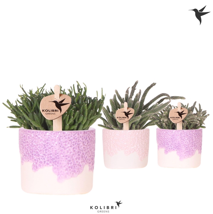 <h4>Kolibri Greens Rhipsalis mix in Bloom pot lila mix</h4>