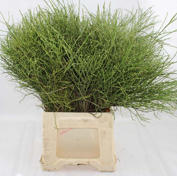 <h4>VACC HUCKLEBERRY BS</h4>