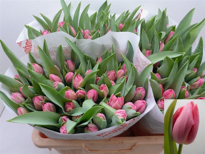 <h4>Tu Du Pink Panther</h4>