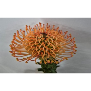 Leucospermum Mandarin Zest