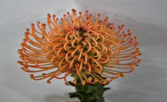 <h4>Leucospermum Mandarin Zest</h4>