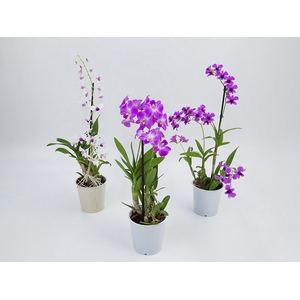 DENDROBIUM BORNEO P13