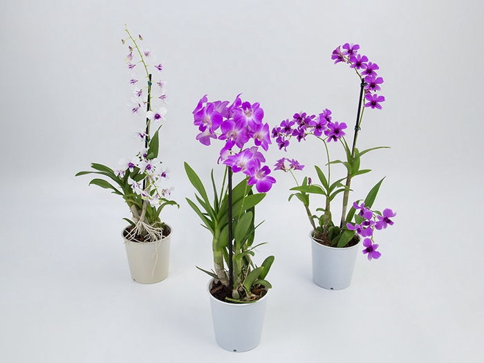 <h4>DENDROBIUM BORNEO P13</h4>