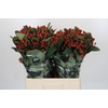Hypericum Magical Triumph
