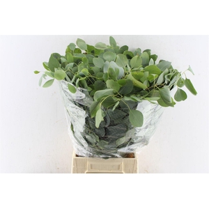 Euca Populus 300 Gram Extra Pt