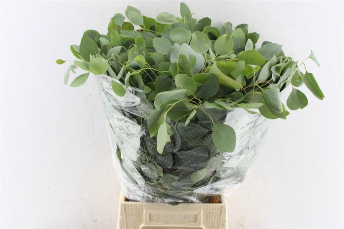 <h4>Euca Populus 300 Gram Extra Pt</h4>