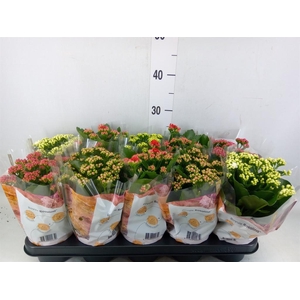 Kalanchoe blos. 'RoyalDon'   ..mix