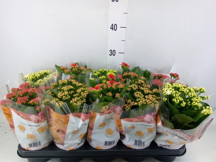<h4>Kalanchoe blos. 'RoyalDon'   ..mix</h4>