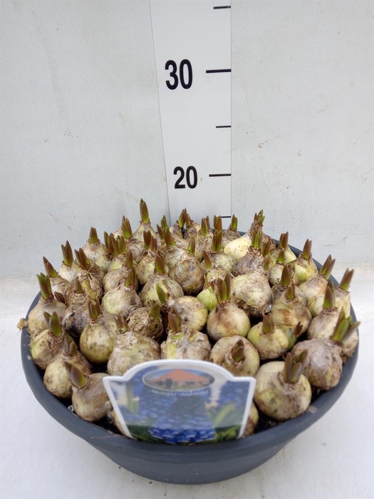 <h4>Muscari ...</h4>