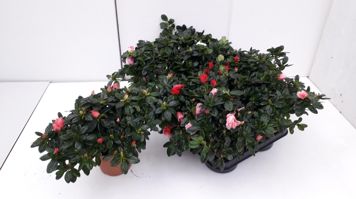 <h4>RHODO SI GEM</h4>