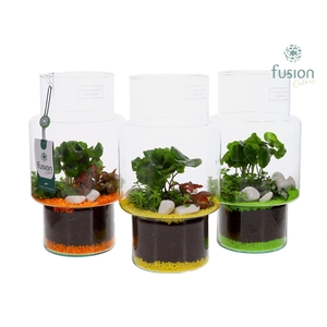 Green Bottle Sara Medium met Arrangement