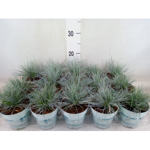 Festuca glauca 'Compacta Blue'