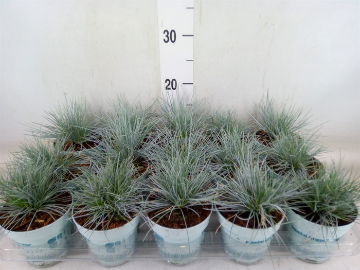 <h4>Festuca glauca 'Compacta Blue'</h4>