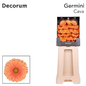 Germini Cava Diamond