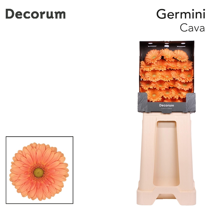 <h4>Germini Cava Diamond</h4>