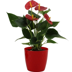 Anthurium Success Red in Crystal red plastic