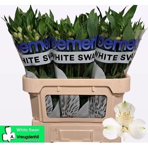 ALSTR WHITE SWAN
