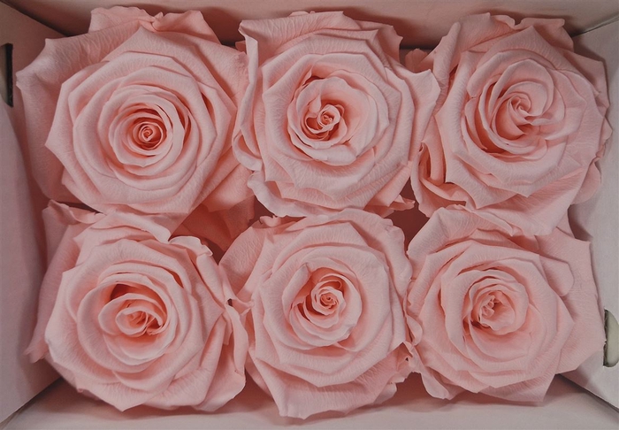 Ro Pres Classic Pink Soft