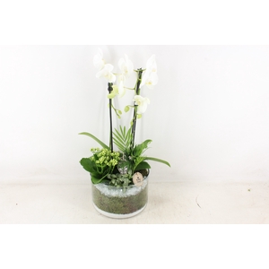 arr2 PL - Glas cilinder Phal - wit