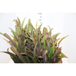 FOLHAGEM DRACENA PENA DE INDIO