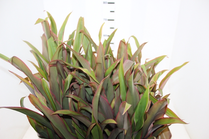 FOLHAGEM DRACENA PENA DE INDIO
