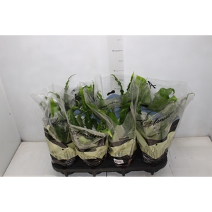 ASPLENIUM VARIADO P14