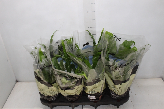 <h4>ASPLENIUM VARIADO P14</h4>
