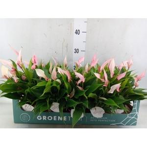 Anthurium andr. 'Lilli'