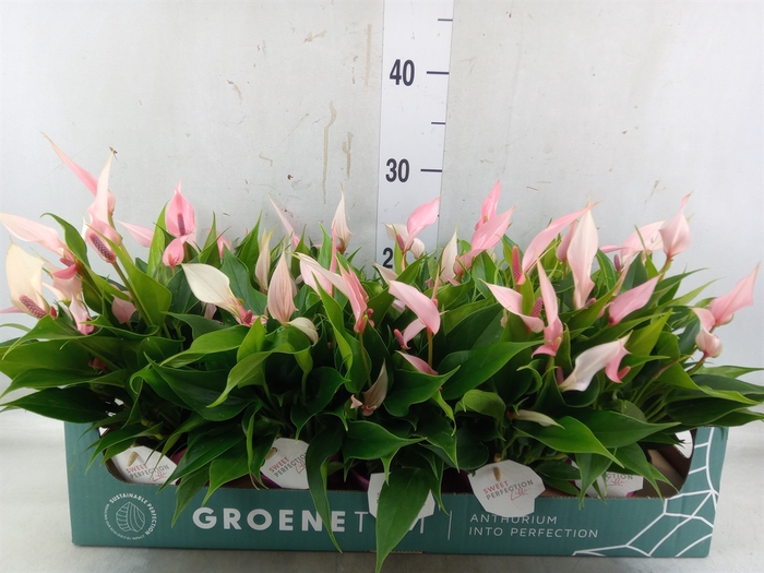 <h4>Anthurium andr. 'Lilli'</h4>