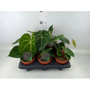 Anthurium clarinervium