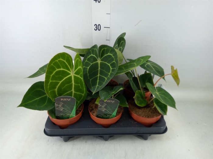 <h4>Anthurium clarinervium</h4>