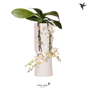 Kolibri Orchids Phalaenopsis Victoria fall in Diabolo travertine