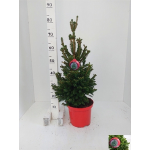 PICEA AB WILLS ZWERG