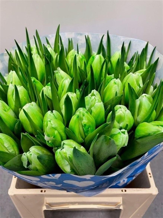 <h4>Tu Kb Green</h4>