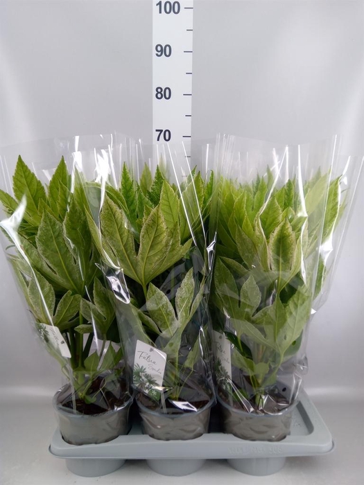 <h4>Fatsia japonica 'Variegata'</h4>