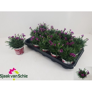 DIAN PICTURE PERFECT