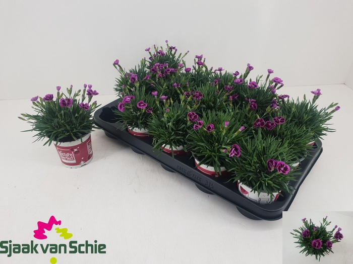 <h4>DIAN PICTURE PERFECT</h4>