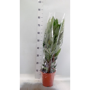 Calathea   ...mix