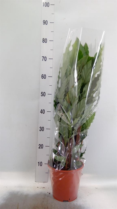 <h4>Calathea   ...mix</h4>