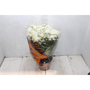 CRISANTEMO BOLA BELGA P20 BRANCO