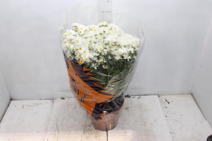 <h4>CRISANTEMO BOLA BELGA P20 BRANCO</h4>
