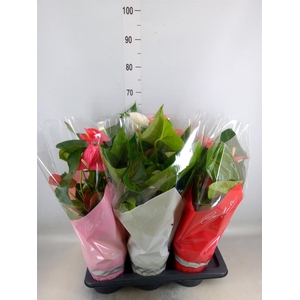 Anthurium   ...mix 4